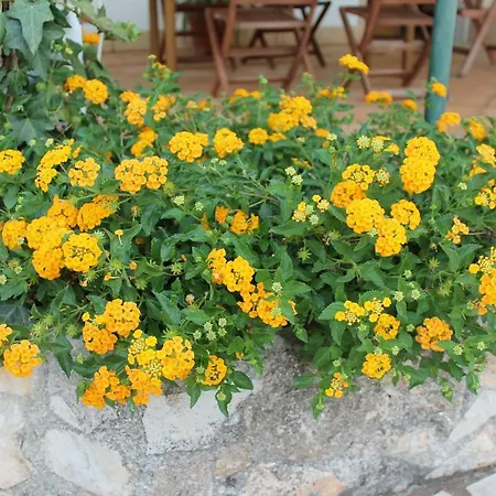 Salento Lu Trolitu *